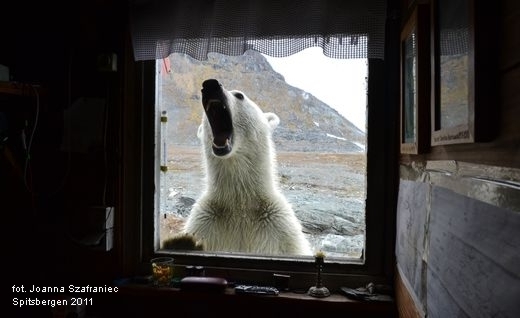 niedźwiedź polarny - Spitsbergen
